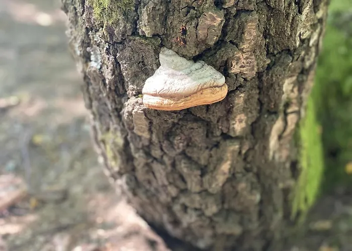 Brvnara Sanmari_forest Ledenice